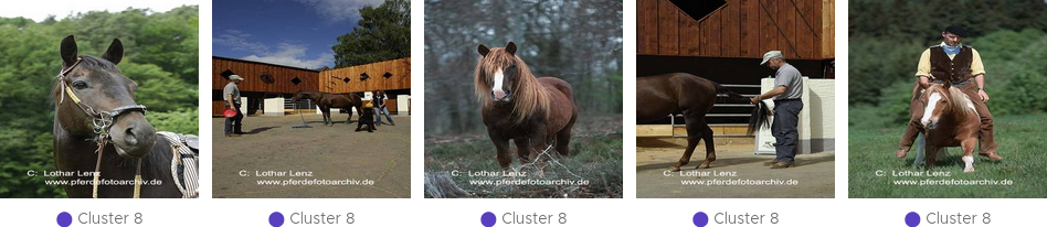 Input Images of an Outlier Cluster in the Class Horse