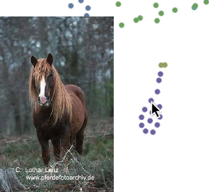 Visual Inspection of an Input Sample of Class Horse