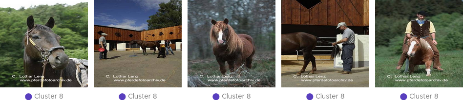 Input Images of an Outlier Cluster in the Class Horse